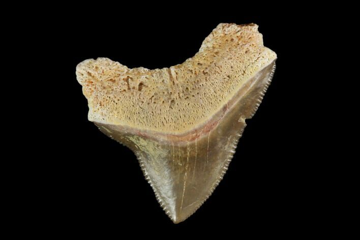 Fossil Shark (Squalicorax) Tooth - Kansas #115670